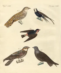 Uccelli strani