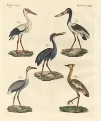 Strani uccelli