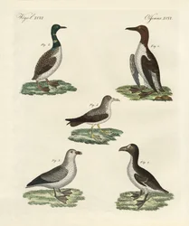 Uccelli strani