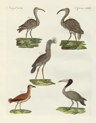 Uccelli strani