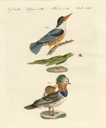 Uccelli strani