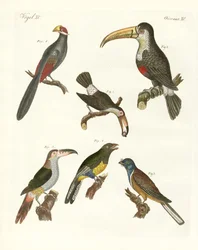 Uccelli strani