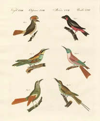Strani uccelli