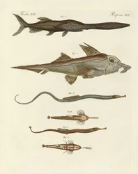 Pesci cartilaginei strani