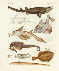 Pesce cartilagineo strano
