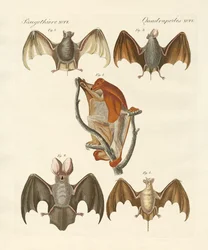 Strani chirotteri