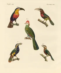 Uccelli arrampicatori strani