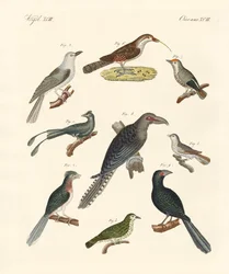 Strani uccelli rampicanti (incisione colorata)