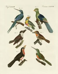 Strani uccelli rampicanti