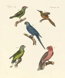 Strani uccelli rampicanti