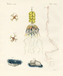 Strane meduse pettine