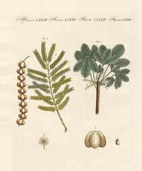 Strane piante commerciali