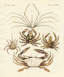 Strani granchi