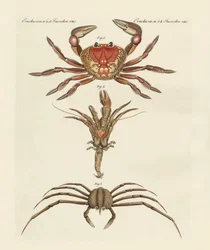 Strani granchi