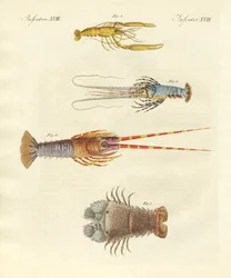 Granchi strani