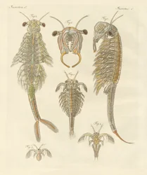 Strani crostacei