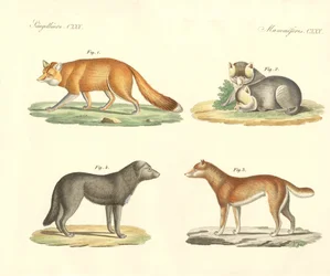 Strani cani e volpi