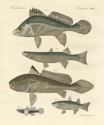 Strani pesci del Gange