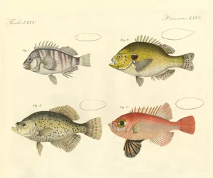Pesce strano della famiglia dei branzini
