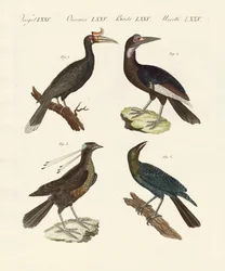 Strani uccelli esotici