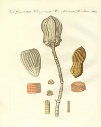 Strane fossilizzazioni