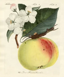 Frutti strani