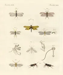 Insetti strani