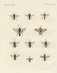 Strani insetti