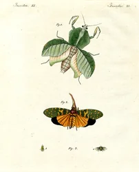 Insetti strani