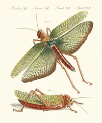 Insetti strani