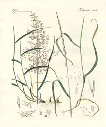 Strani tipi di erbe