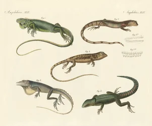 Strane lucertole