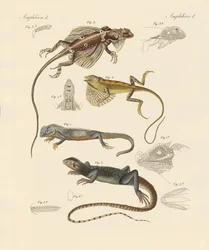 Strane lucertole