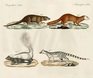 Mammiferi strani