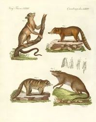 Mammiferi strani