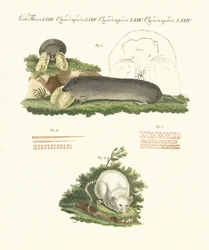 Strani mammiferi