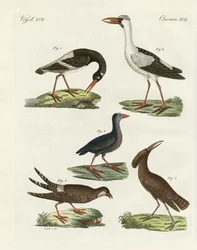 Uccelli di palude strani