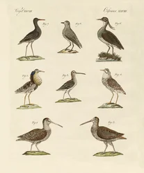 Strani uccelli di palude
