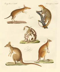 Strani marsupiali