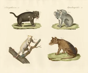 Strani marsupiali