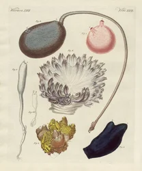 Molluschi strani