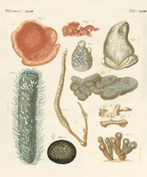 Molluschi strani