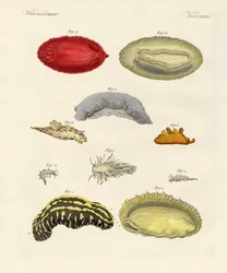 Strani molluschi