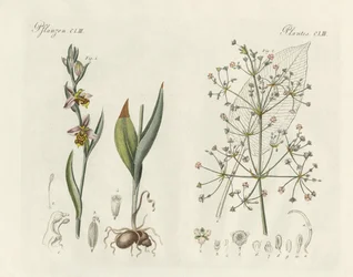 Strane piante