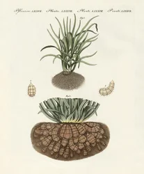 Piante strane