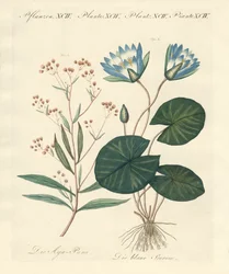 Piante strane