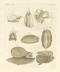 Strane lumache di mare