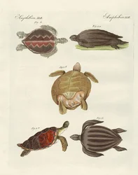 Strane tartarughe marine