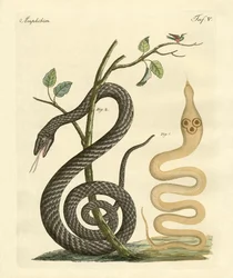 Strano serpente