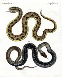 Serpente strano